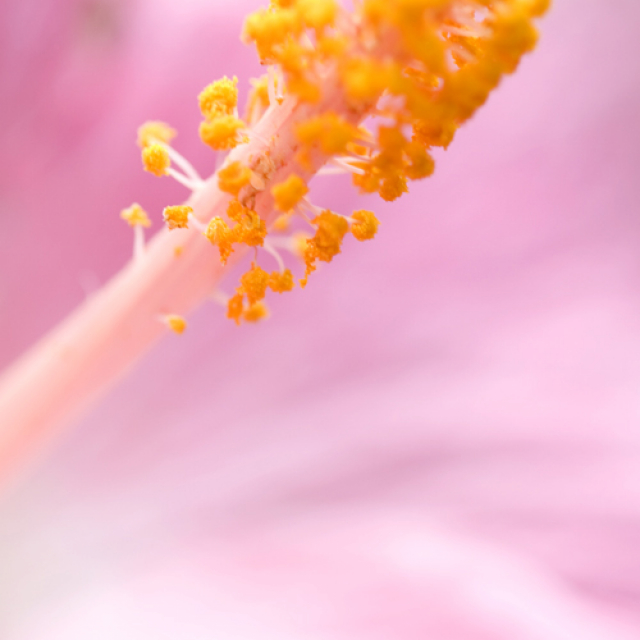 Pink Flower
