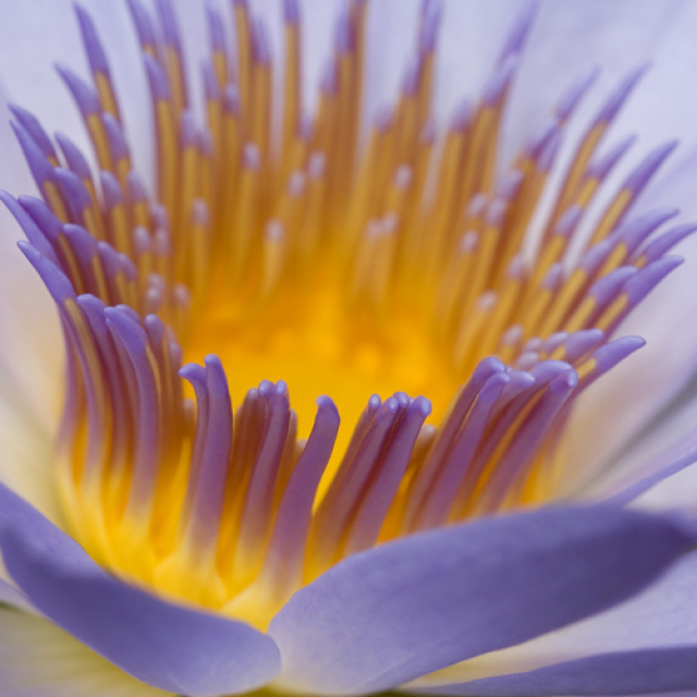 Purple Flower