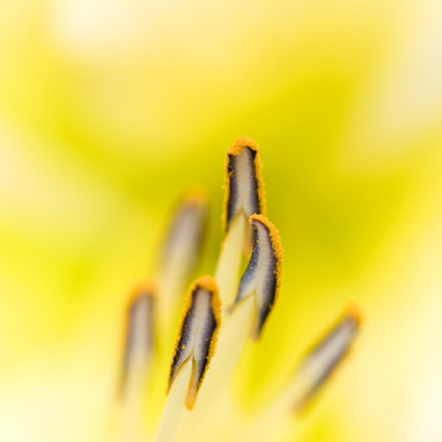 Yellow Flower