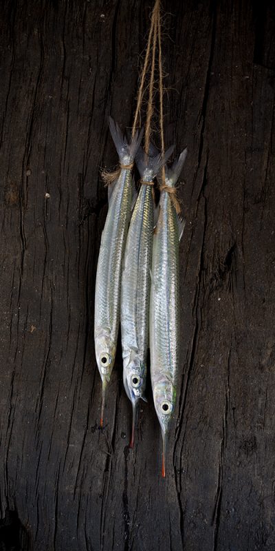 Garfish 1
