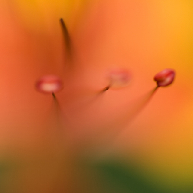 Orange flower